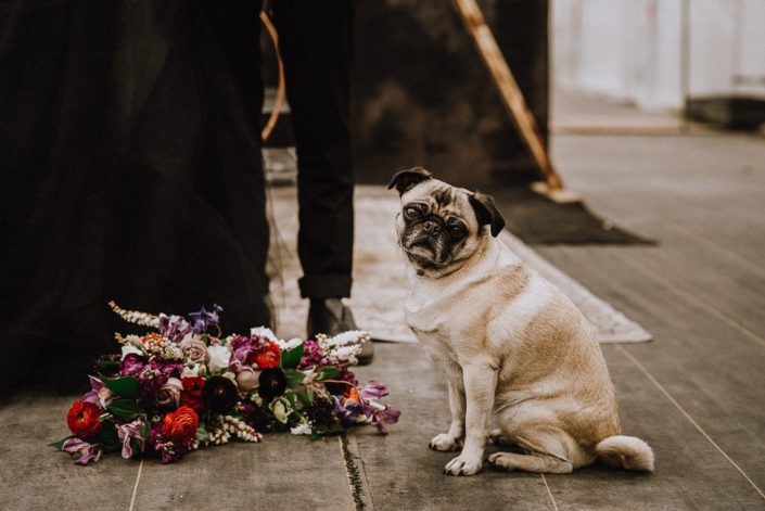 pug in a bridal party with bouquet of burgundy dahlias and red ranunculus and amnesia roses and pieris and clematis and mixed greenery