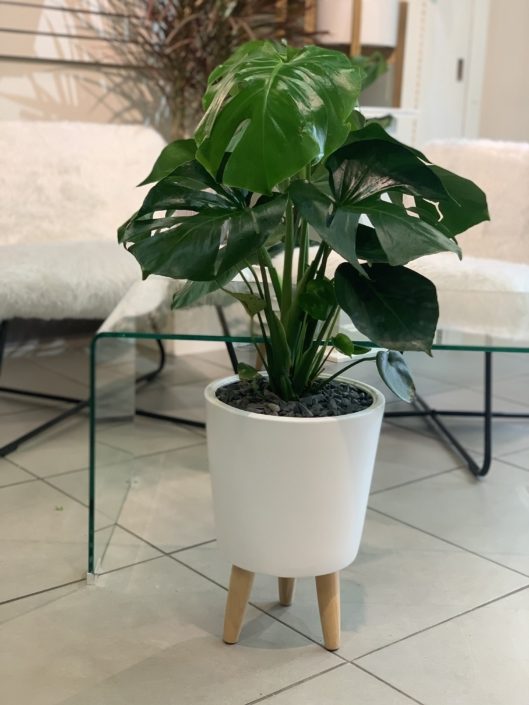 Philodendron monstera in white ceramic pot with wooden legs