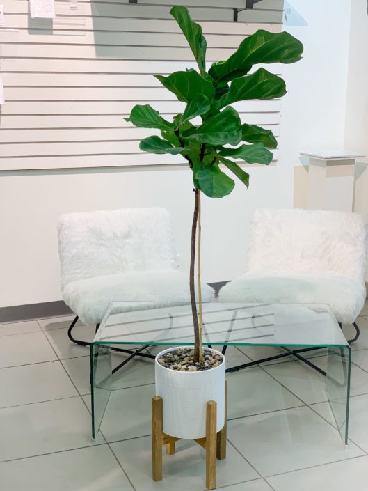 fiddle leaf fig in white ceramic ot with legs