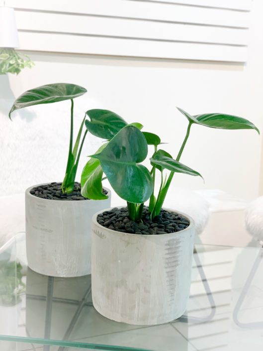 Small monstera plant in 6" concrete pot