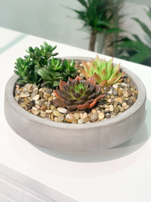 Succulent garden in Concrete Bowl