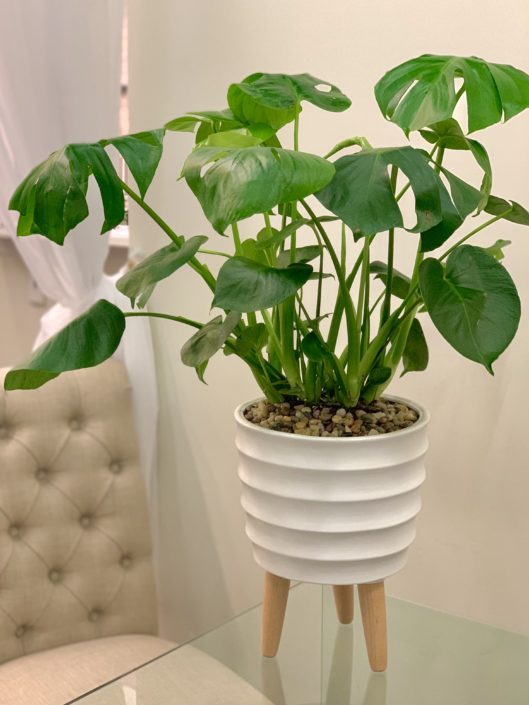monstera plant in white ceramic with legs
