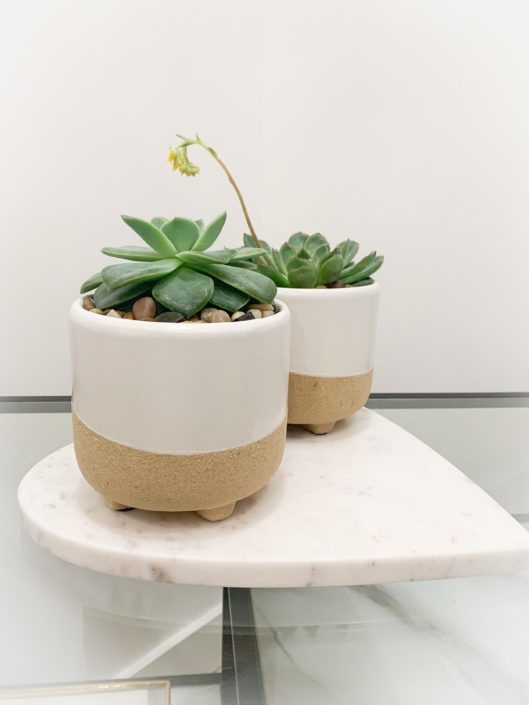 Succulent in footed beige pot