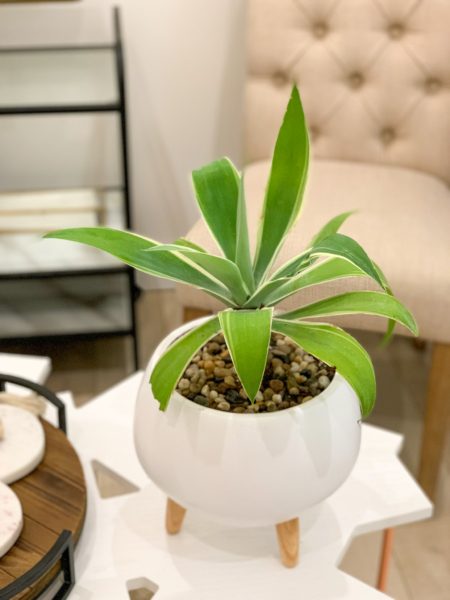 Agave in white ceramic with legs