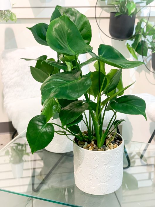 monstera plant in monstera leaf pot