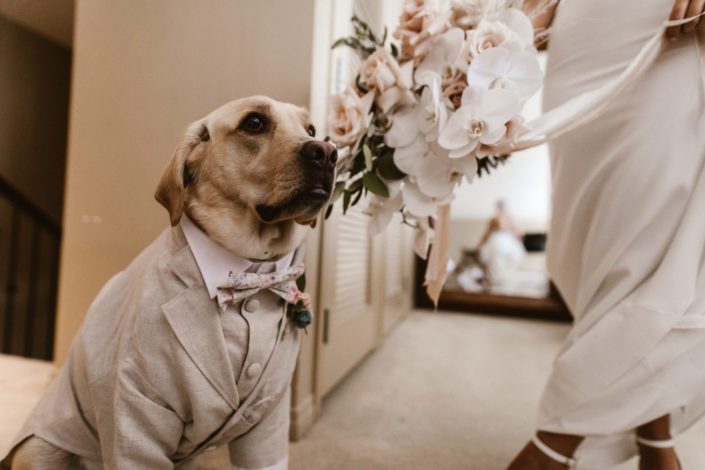Dog wearing a suit and tie.