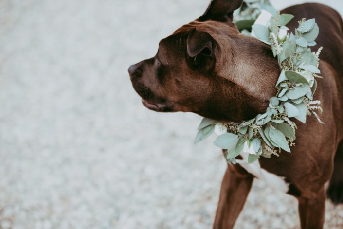 Dog collar decorated with eucalyptus