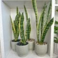 4 Sansevierias in textured green ceramic pot