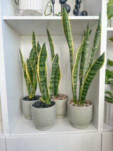 4 Sansevierias in textured green ceramic pot