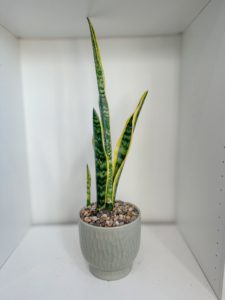 Sansevieria in textured green ceramic pot