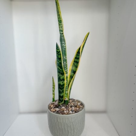 Sansevieria in textured green ceramic pot