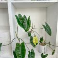 2 Burle Marx Philodendrons in a 6" ceramic pot