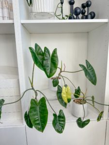 2 Burle Marx Philodendrons in a 6" ceramic pot