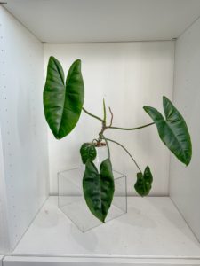 Philodendron Burle Marx in a 6" ceramic pot