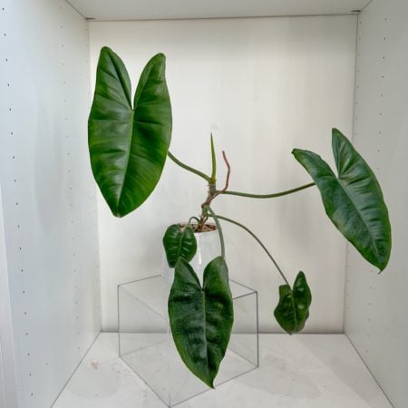 Philodendron Burle Marx in a 6" ceramic pot