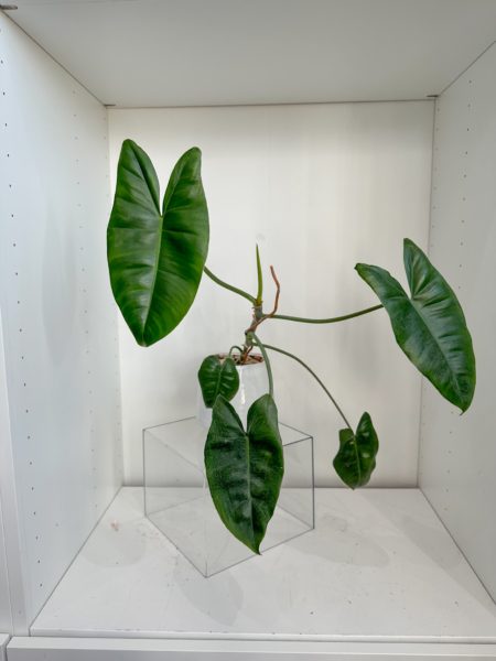 Philodendron Burle Marx in a 6" ceramic pot
