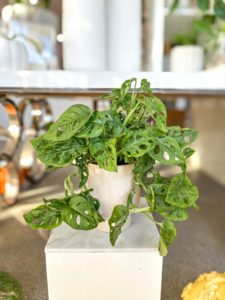 swiss cheese plant in cream ceramic pot