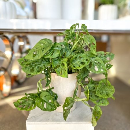 swiss cheese plant in cream ceramic pot