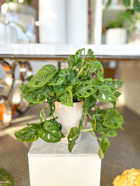 swiss cheese plant in cream ceramic pot