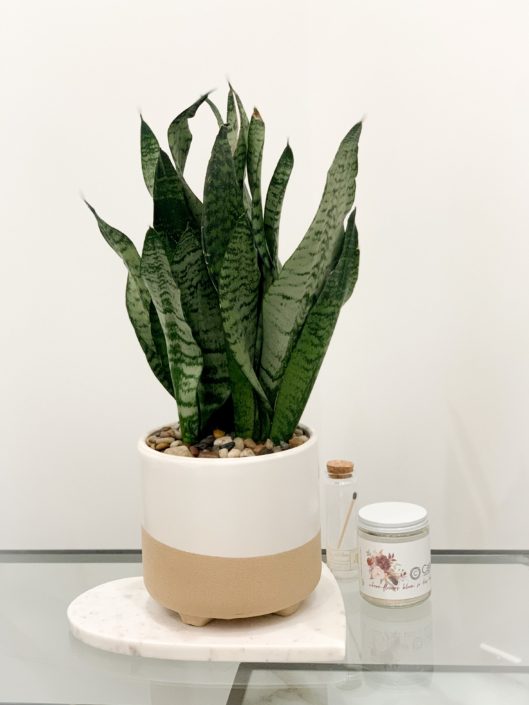 beige footed ceramic with snake plant