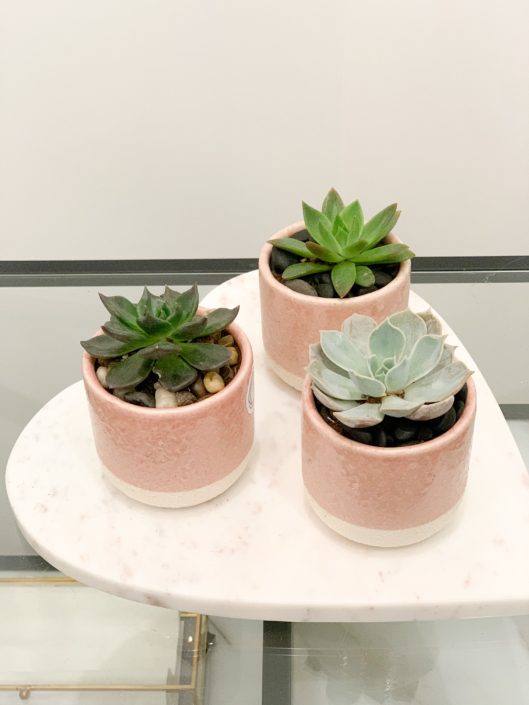 blush ceramic with succulent