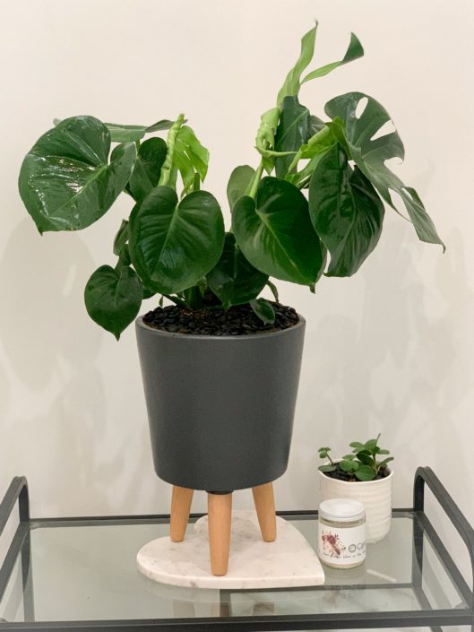 monstera in grey with legs