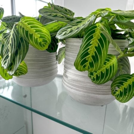 maranta