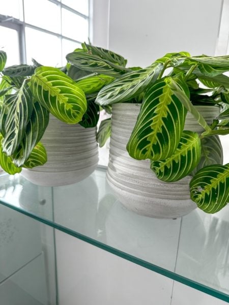 maranta
