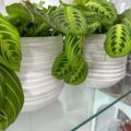 maranta