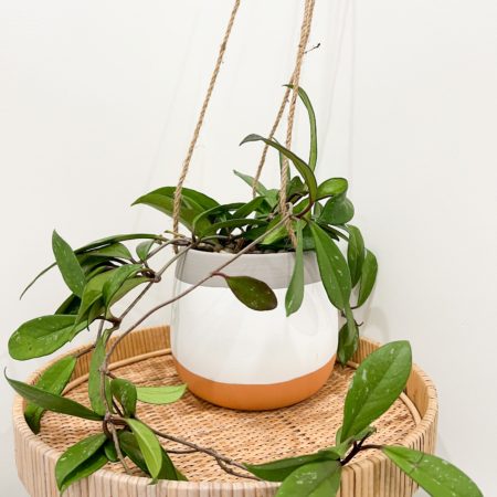 Hoya Pubicalyx in modern hanging planter