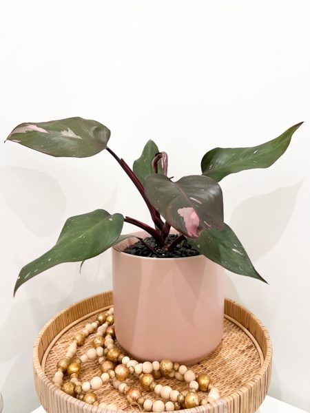 Pink Princess Philodendron in pink ceramic