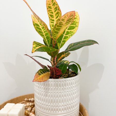 Croton petra in white Patterned Ceramic