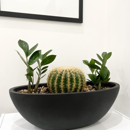 Black Boat with large cactus and zz plant