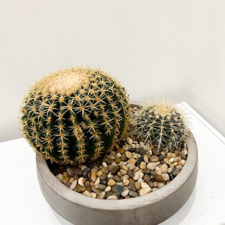 Concrete dish with globe cactus