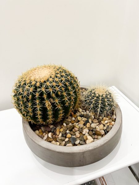 Concrete dish with globe cactus