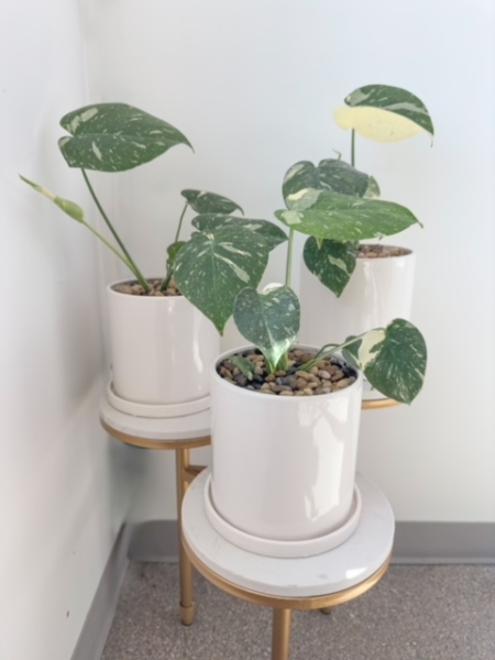 Thai Constellation monstera