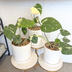 Thai Constellation monstera