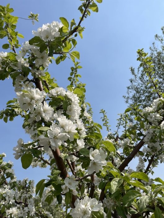Cultivating Joy Apple Blossom