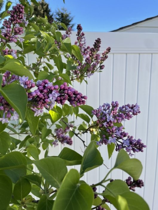 Cultivating Joy Lilacs