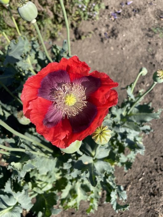 Cultivating Joy Poppies