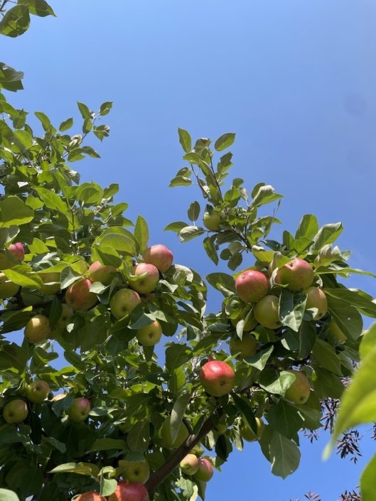 Cultivating Joy Apples