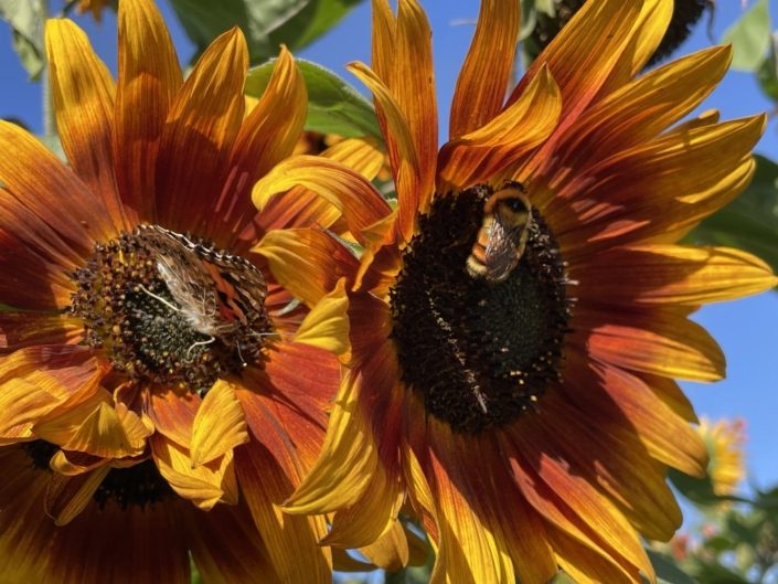 Cultivating Joy Sunflowers