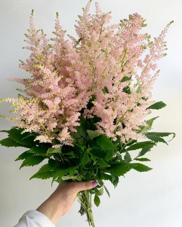 A person clutching a bundle of delicate blush astilbe