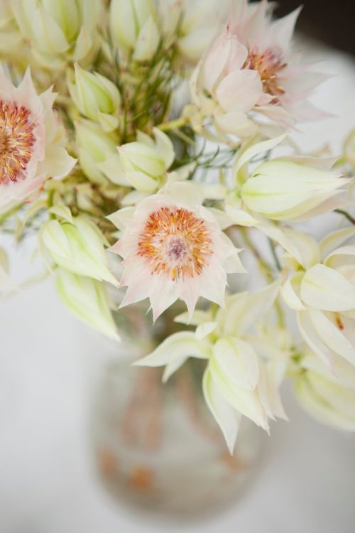 A close up of blushing bride protea