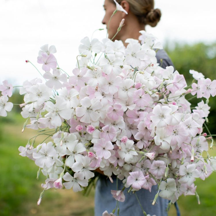 A woman holding a large bundle of pale pink corn cockle flowers