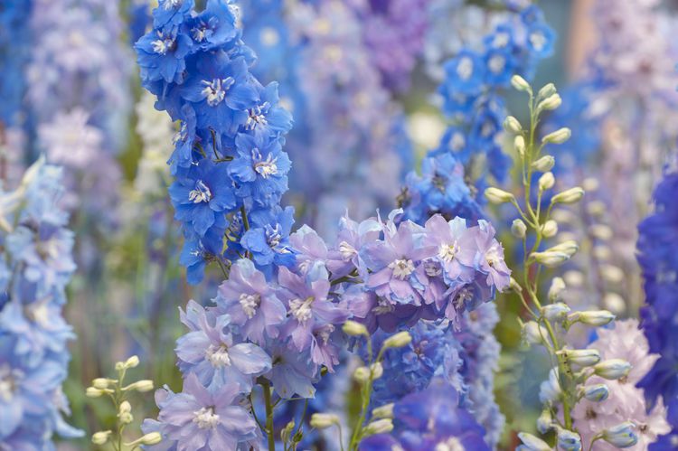 A close of of pale purple and light blue delphinium in a field