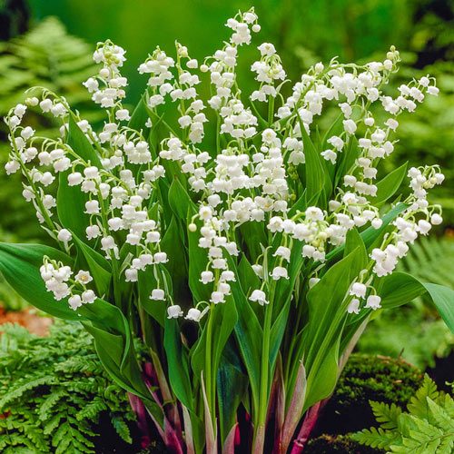 Lily of the Valley plant growing