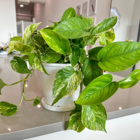 marble queen pothos