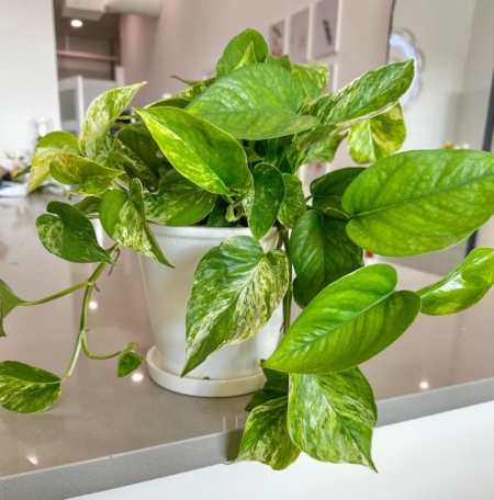 marble queen pothos