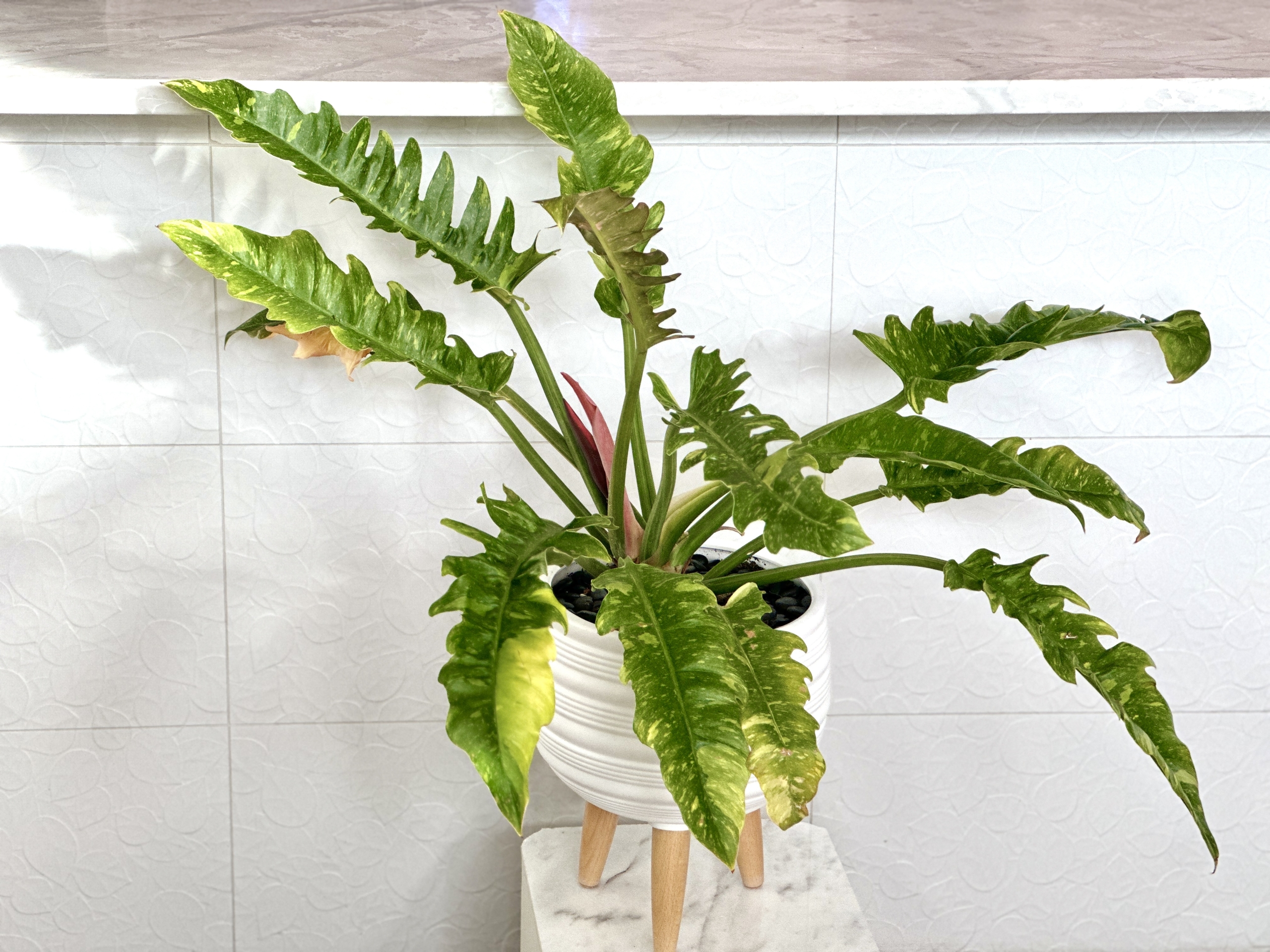 philodendron narrow ring of fire Philodendron Ring of Fire Mint 6"